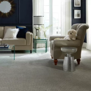 Cute puppy sitting on couch | House of Carpets and Lighting