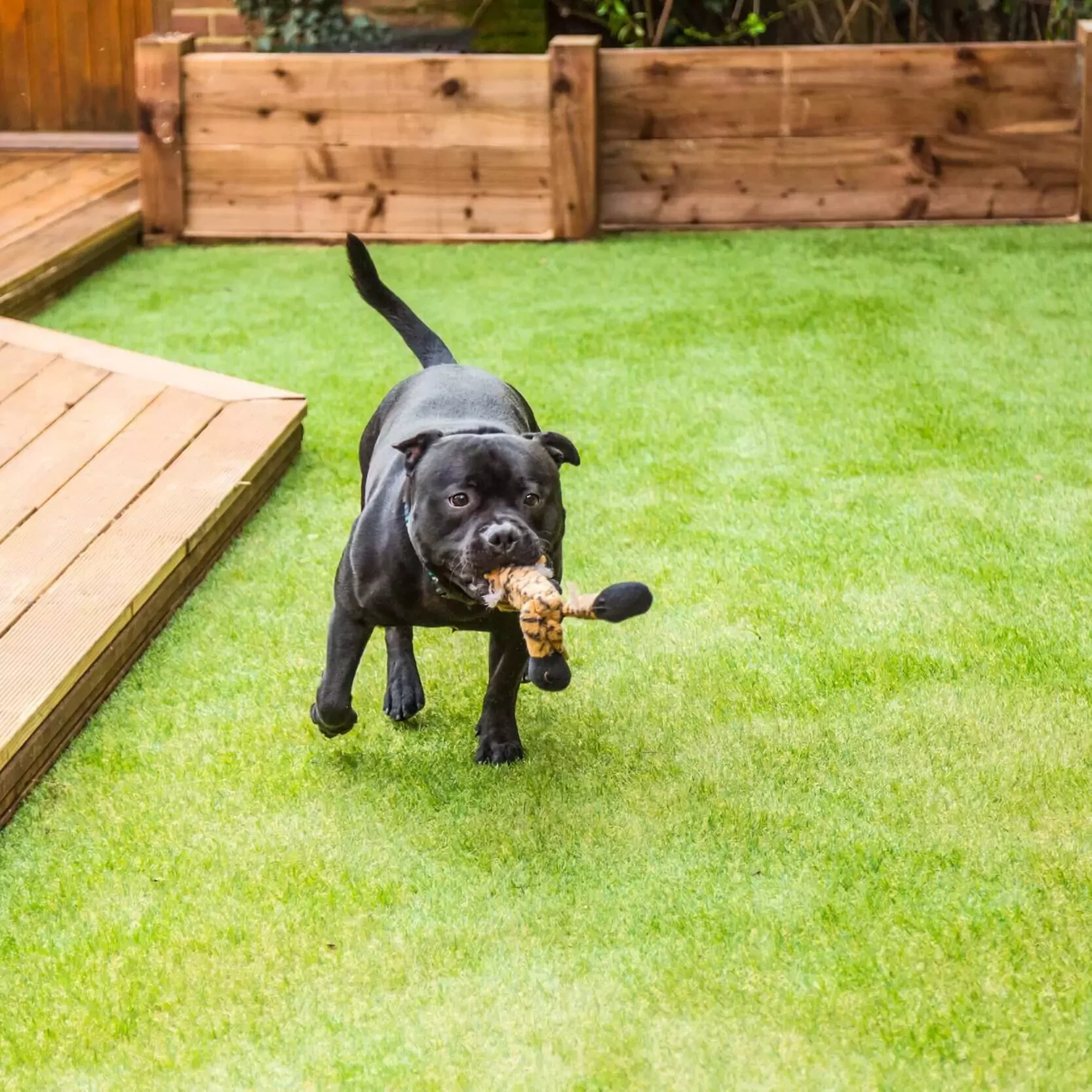 Puppy on shawgrass | House of Carpets and Lighting